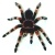 avatar spider