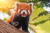 avatar panda9