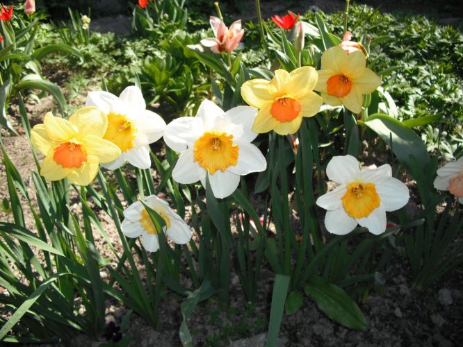Rychleni Narcisu