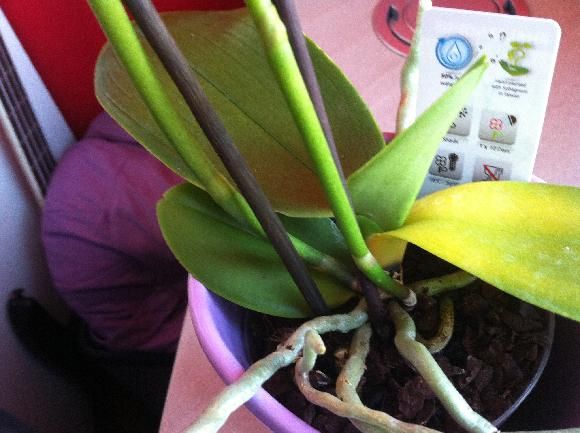 Zloutnuti Listu Orchideje