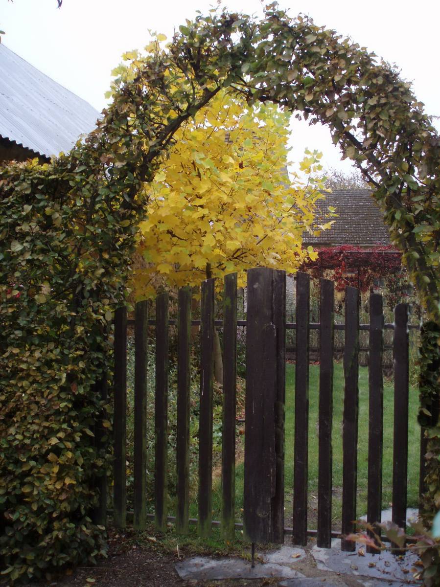 Který listnatý strom neopadává?