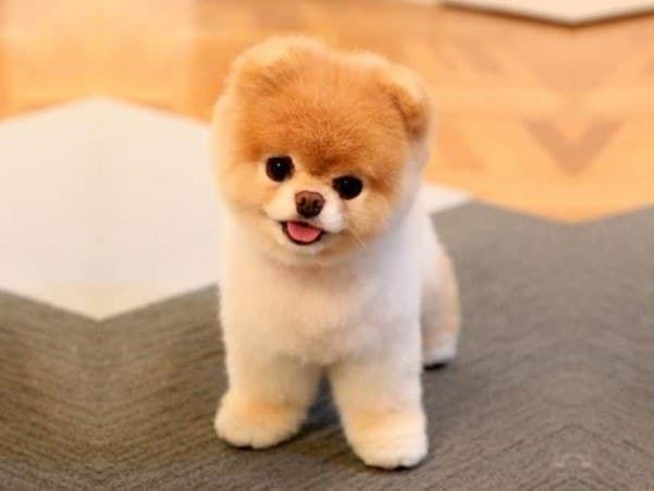 pes pomeranian boo