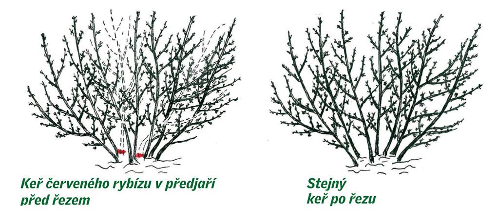 Strihani Keroveho Rybizu