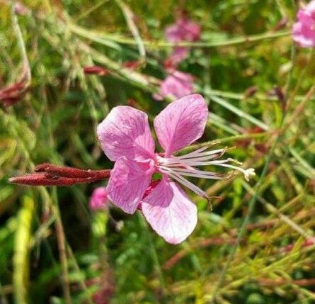 Gaura stříhání