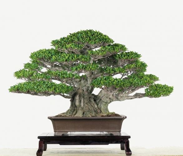 Bonsai Ficus Jak Se Starat (Bonsaje Ficus, péče bonsaj, péče bonsaj Ficus, Během vegetačního, Během vegetačního období) Bonsai Ficus Jak Se Starat