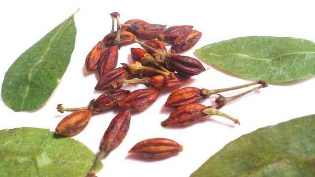 Pestovani Koky V Cr (Kaktusů Sukulentů, pěstování koky, Erythroxylum coca, hnilobě kořenů) Pestovani Koky V Cr