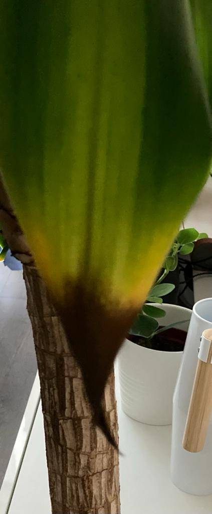 Dracena Zloutnuti Listu