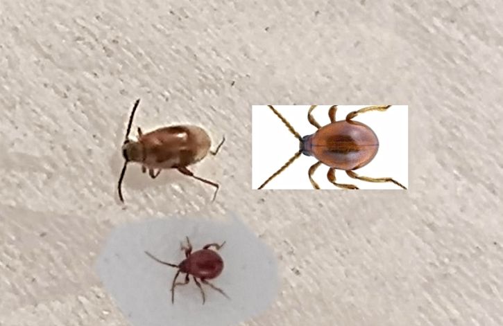 Co je to za brouka? Najednou se objevili u ns v byt #7