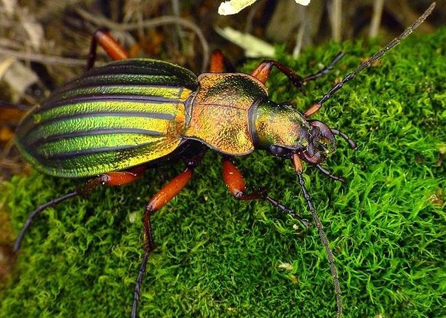 Poznte krsnho brouka? #2