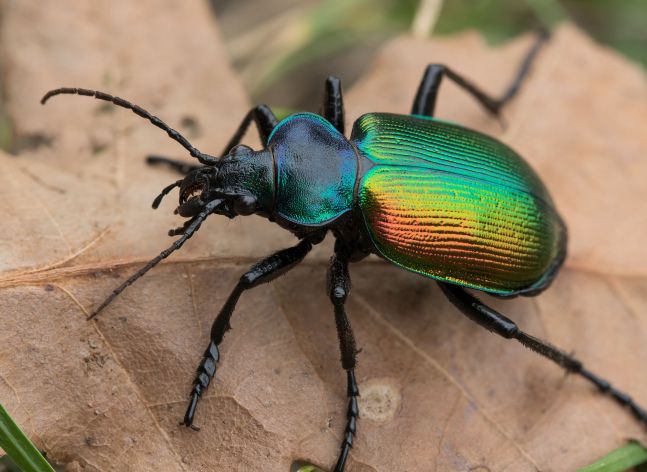 Poznte krsnho brouka? #3