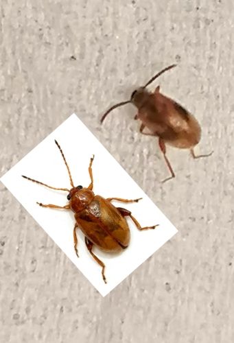 Co je to za brouka? Najednou se objevili u ns v byt #2