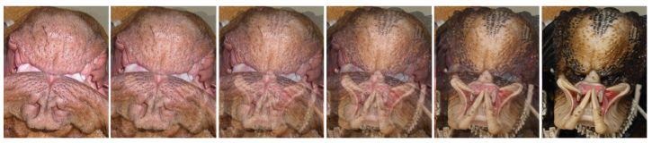 Dvej, pemlej, co to je? #2