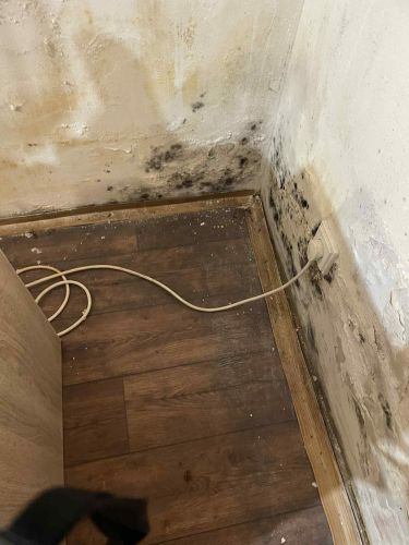 Plse a mokr zdi v suternu