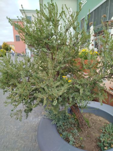 Jak je to strom, ke?