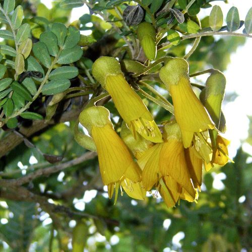 Jak je to strom, ke? #3