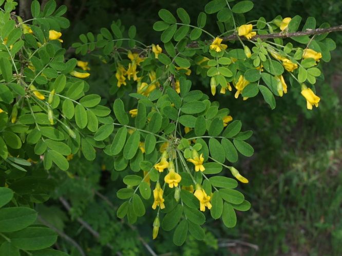 Jak je to strom, ke? #2