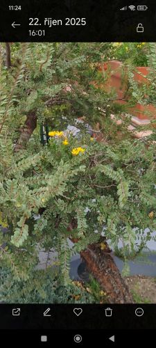 Jak je to strom, ke? #4