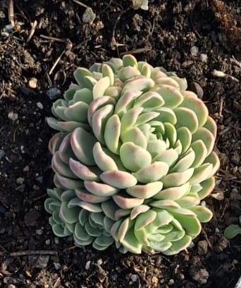 Jak se jmenuje rostlina na obrzku?