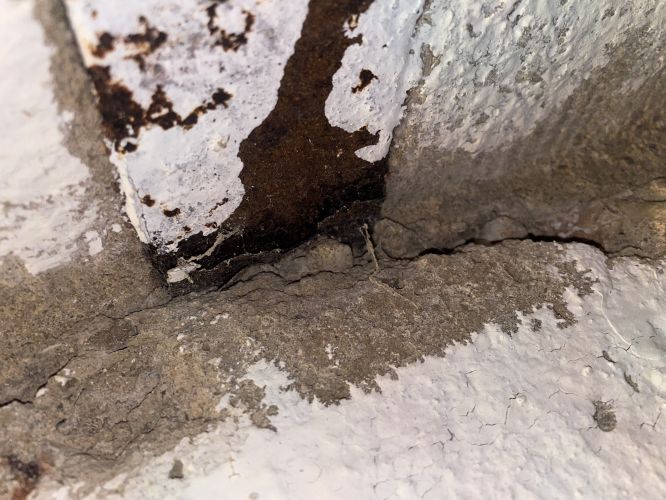 Rezav nosnky stropu ve sklep #2