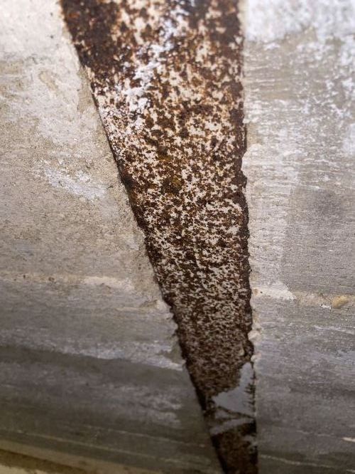 Rezav nosnky stropu ve sklep #3