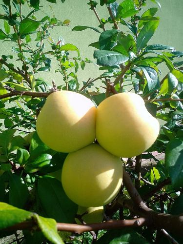 Co to je za plody na strom?