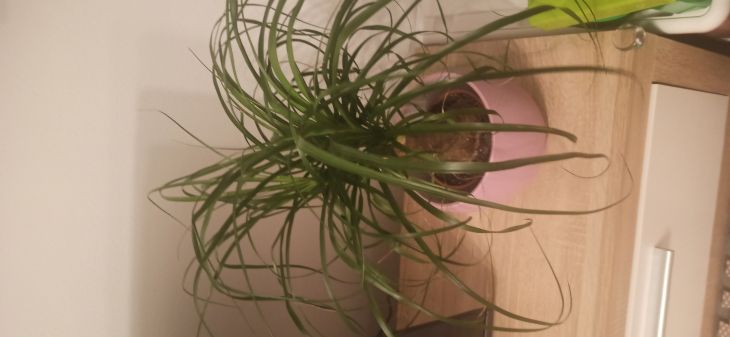 Slon noha pesadit nebo ne