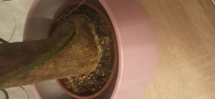 Slon noha pesadit nebo ne #2