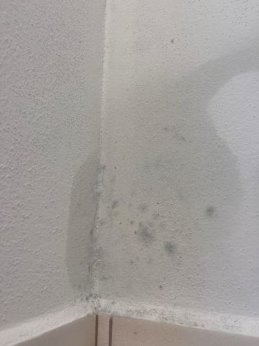 Vlhkost v pronjmu - mokr stropy, plse a spor s majitelem