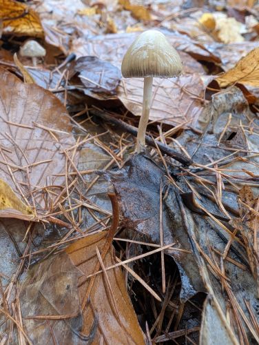 Jsou to lysohlvky? #2