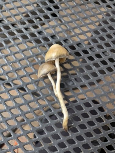 Jsou to lysohlvky? #3