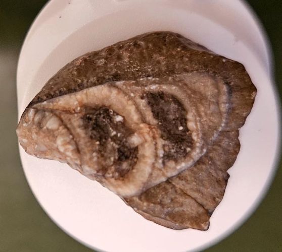 Kdo se vyzná ve zkamenělinách a poradí mi