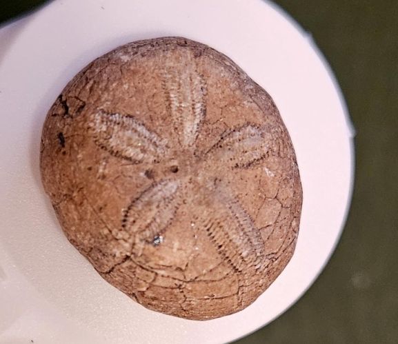 Kdo se vyzn ve zkamenlinch a porad mi #3