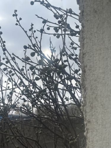 Co s nezralmi fky na strom?