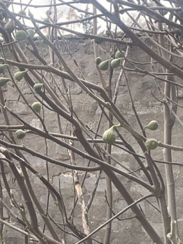 Co s nezralmi fky na strom? #2