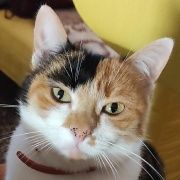 Kde obstarat živou kočku/kocoura?