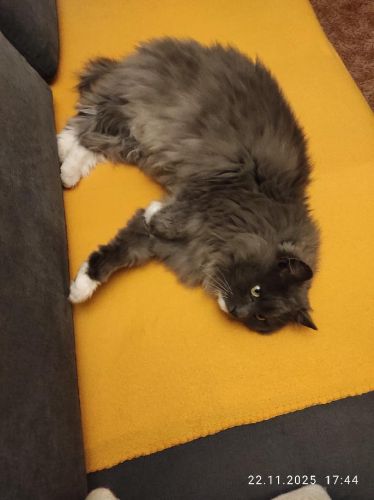 Kde obstarat ivou koku/kocoura? #2