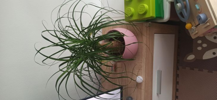 Slon noha listy loutnou