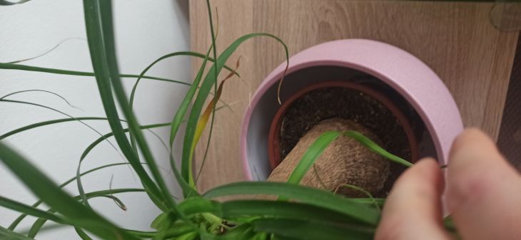 Slon noha listy loutnou #2