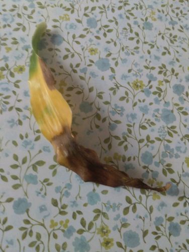 Pro mi schnou listy?