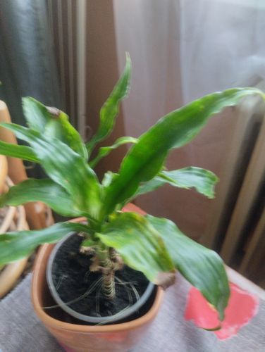 Pro mi schnou listy? #2