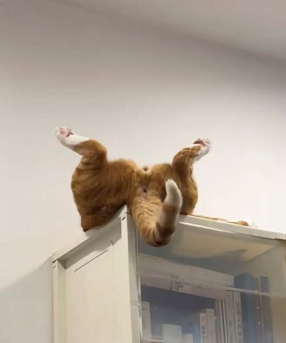 Fungl nové Zasmějeme se #46