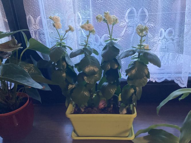 Proč květina změnila barvu