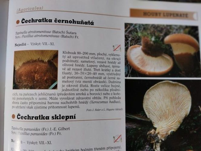 Poznejte houbu #4