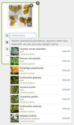 Pozná někdo rostlinu podle listu? #2