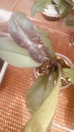 Co se stalo orchideji