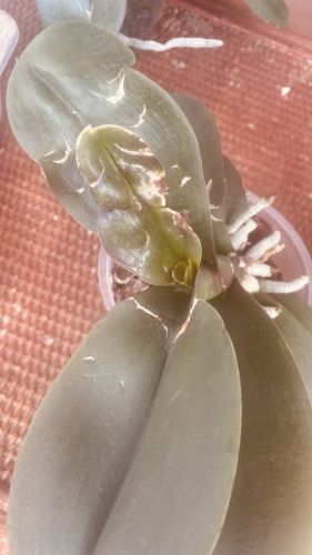 Co se stalo orchideji #2