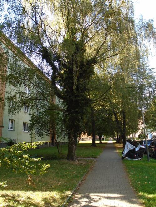 Poznáte neznámou liánu?